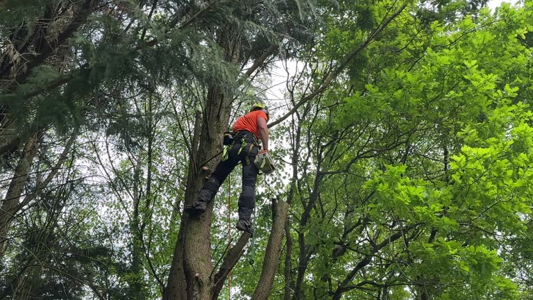 Seasonal Cleanup (Spring/Fall) in Manchester, NH